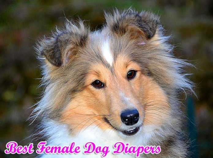 best female dog diapers best female dog diapers