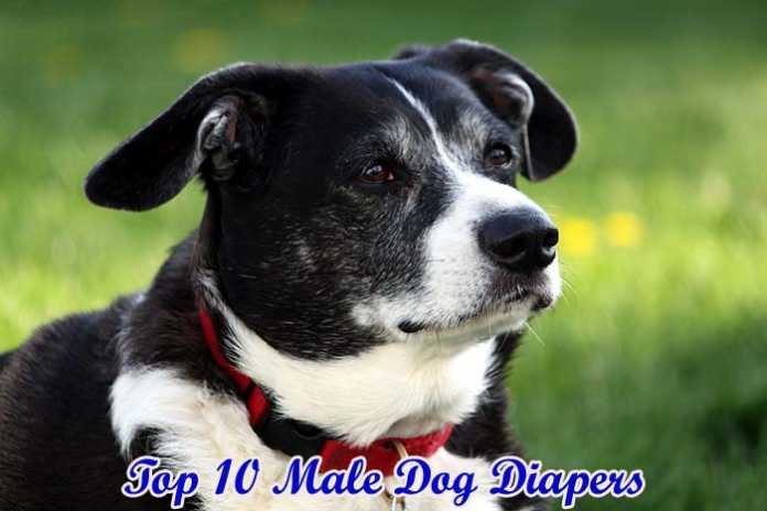 best male dog diapers best male dog diapers
