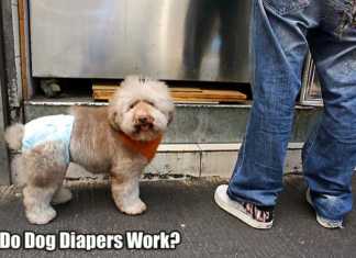 do dog diapers work?