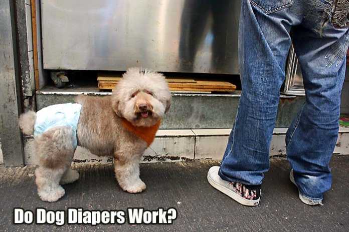 do dog diapers work? do dog diapers work?